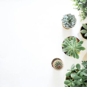 Artificial Succulent Set #36