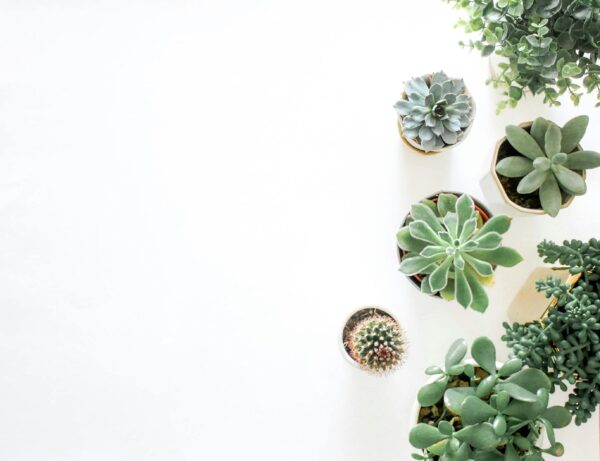 Artificial Succulent Set #36